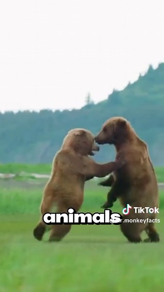 The Moment You Realize Bears Are Monsters🤯#animals #facts #wildlife