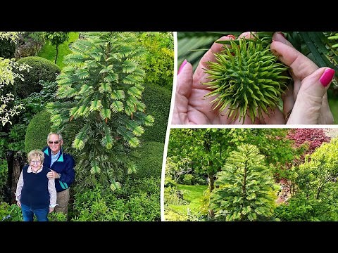 Prehistoric 'dinosaur tree' bears fruit for first time in couple's garden | SWNS