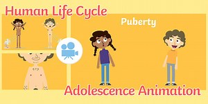 Human Life Cycle: Adolescence Animation