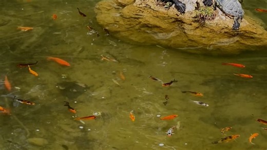 Tortoise, Turtles, Shell. Free Stock Video