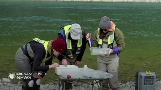 U.S., Canada agree to work together to reduce cross-border pollution from B.C. coal mines | CBC News