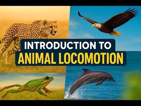 I Spent 30 Days Studying Animal Movement & Here's What I Discovered | Animal locomotion made simple