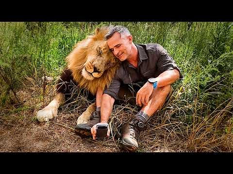 ANIMALS and Human Reunited - Time is Running Out for My LION Friends | The Lion Whisperer