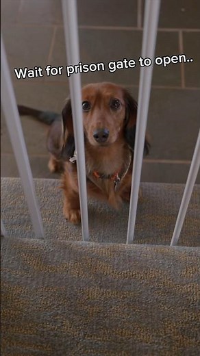 Delilah turns 1!🥳 (Oakley’s lil sister)