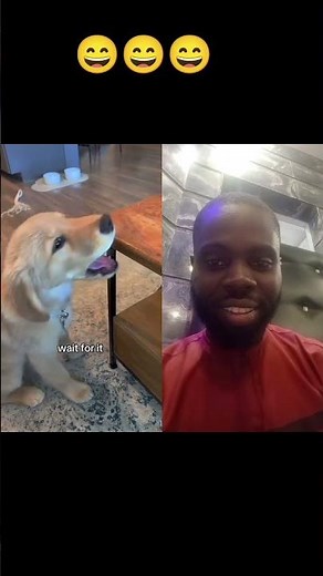 Dog Reaction When You Say No 🐶😄 #dogsofyoutube #viralshort