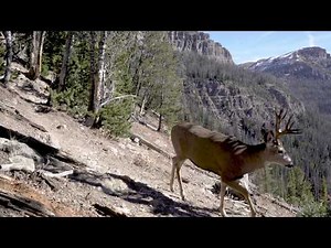 Yellowstone Elk Migration Trail: Amazing Camera Trap Highlights