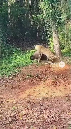 Tiger attack pig😱|| #trending #angrytiger #animalattack #viral #new #animals #cctv #pig #wildlife