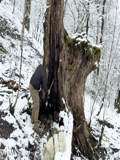 Surviving in Extreme -12°C: Essential Bushcraft Skills
