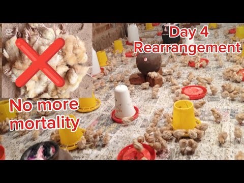 BROODING 700 layer chicks day 4 Vaccination schedule, No mortality, rearranging the BROODER