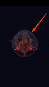 7.6K views · 194 reactions | First-Ever Colossal Squid Caught on Camera! #animalfacts #factsyoudidntknow #wildlife #seaanimals #squids | Moviez | Facebook