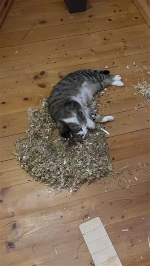 Understanding Identity Through Humor and Pets