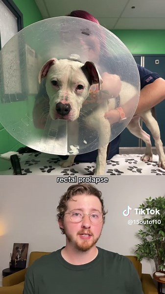 September 15/10s: Healing and Adopting Dogs in Need