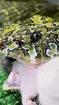 The Mangshan viper: lethal venom, no specific antidote, and a rare deadly lure.