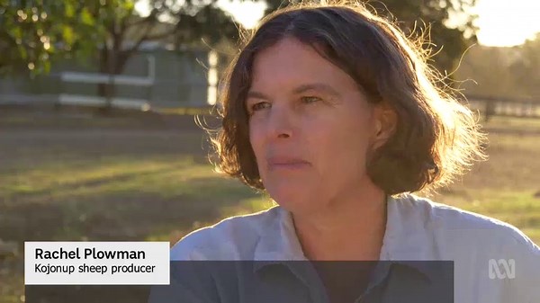 Likely ban on live sheep exports forces WA farmers to pivot