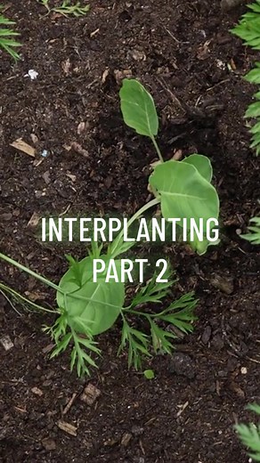 Interplanting Brussels Sprouts and Carrots: A No-Dig Method