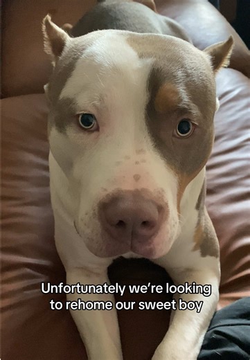 Rehoming Our Sweet American Bully Puppy