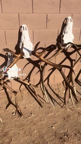 Exploring Elk Bones and Skulls from Hunting Adventures