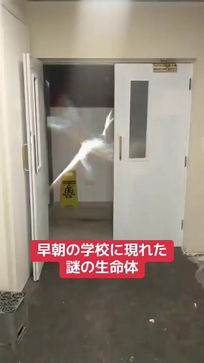 早朝に現れた未確認生命体の正体
