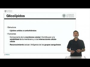 Glycoconjugates | 33/60 | UPV