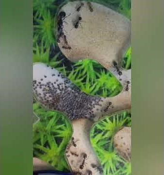 Wie Ameisen natürliche Luftzirkulation in ihrem Nest erzeugen #biologie #myc #natur #ameisen