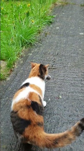 🐱 Cat vs Rat 🐀 e3