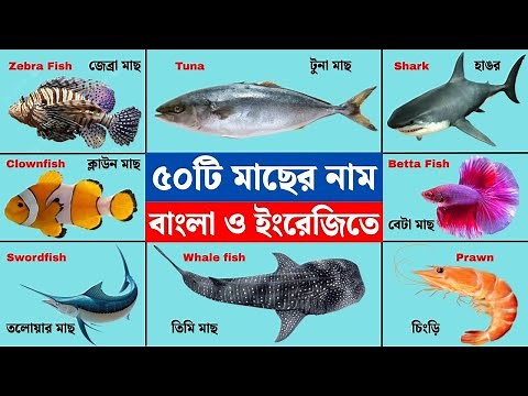 🐠 ৫০টি মাছের নাম | 50 Fish Name in English and Bengali | Kids Learning Video