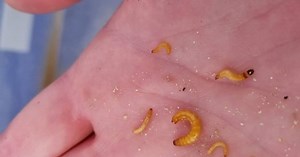 Wheat School: Scouting for wireworms is key for future control