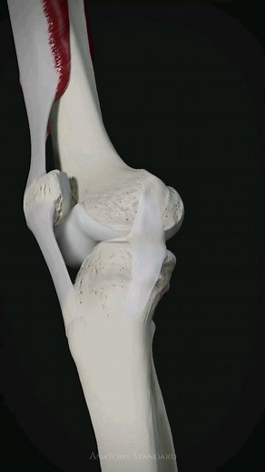 microbiology and Science on Instagram: "In this animation, we demonstrate the dynamic movement of the patella during knee flexion and extension, as well as the crucial role played by the tibial collateral ligament as it pulls the medial meniscus back and forth. We hope you like the result! ========================================= ========================================= Follow:@microbioforever . . . . . . . . . . . . . . . Credit:@anatomystandard ========================================= #medi