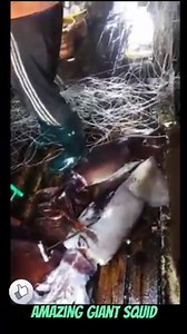 Amazing man fishing giant squids so great.  | Farming Techniques | Facebook