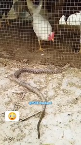 🐍 Snake attacks Chickens in poultry farm 🤣😂💪 #highlightseveryone #virals #trending #fun | KCEE THANK GOD