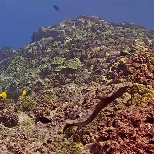 Large Whitemouth Moray Eel Swimming | MEGA Lab | #youtubeshort #fish #reef