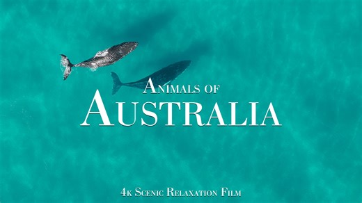 Exploring Great Barrier Reef, Whales and Dolphins of Australia – Captured in 4K