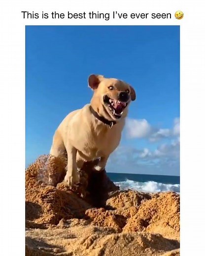 The Funniest Labrador Expressions Caught on Camera