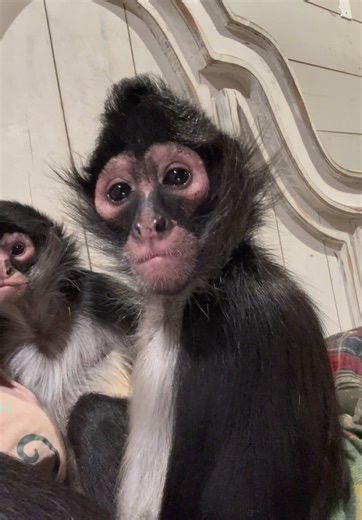 Nocturnal Monkeys: Bedtime Routines and Habits