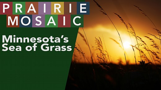 Two hundred and fifty years ago, the prairie stretched across western Minnesota. For thousands of years, the prairie has been shaped by the people who inhabit the land — from the indigenous people who lived with the prairie, to the western expansion of Europeans who changed the landscape to meet their needs. What remains of prairie, why is it so important, and how can we be better stewards in the future? | Prairie Public
