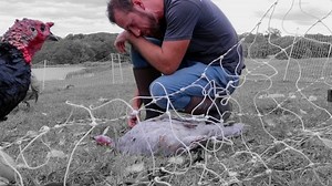 Nooo, not our favorite turkey... 😢 #animallovers #crying #farming #farmlife | White House on the Hill