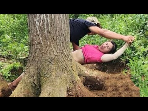 Agricultural vehicles transporting timber.