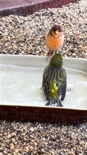 Canary having a bath 🛁