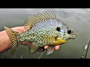 Catching MASSIVE Bluegill in the SPRING! (Easy Method)