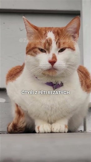 🐱 Proč je většina rezatých koček SAMEC? 😲