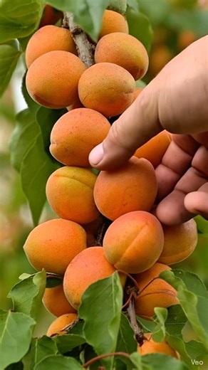 Fresh Apricot Harvesting & Cutting From Tree | Natural Fruit Picking & Satisfying Cutting ASMR.