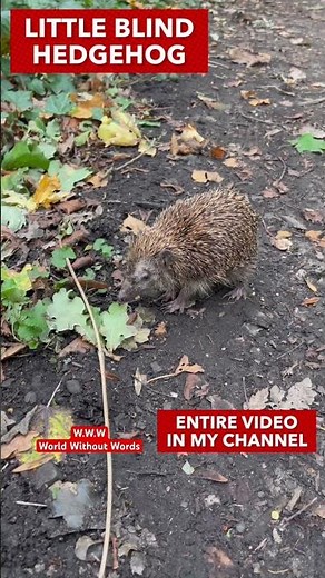 H-grade meeting | Old Blind Hedgehog | Deep in the forest