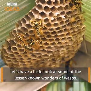 Why wasps are awesome | BBC