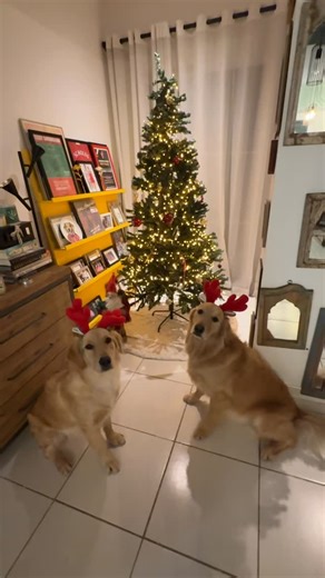 Duke and Daisy 🐾 🐾 on Instagram: "(Forced to be) Christmas ready 🎄"