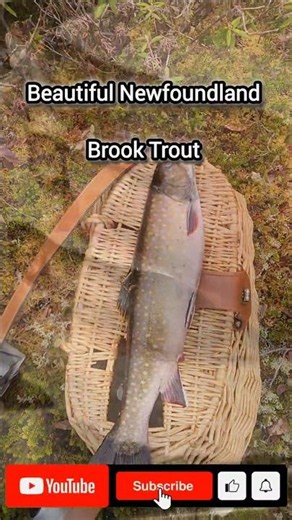 Biggest Yet this Seaon / Native Newfoundland Brook Trout #trout #fishing #brooktrout #newfoundland