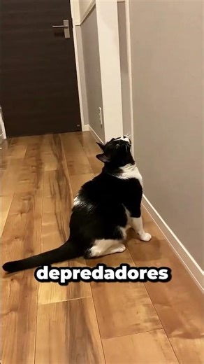 ¿Por qué los Gatos te Despiertan por la Mañana