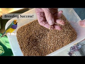 Maggots For Breeding Finches!!!