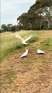 Morning Cockys having breakfast after spring rain
