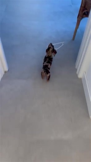 Todo lo que esté en el suelo y mi perro teckel