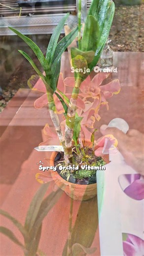 3.6K views · 197 reactions | Saatnya buka sungkup bunga Anggrek ‼️ sedikit ribet tapi demi anggrek kesayangan mekar sempurna aku lebih memilih cara ini, happy gardening 朗 #sungkupbunga #tips #bangkoksplash | Senja Orchid | Facebook
